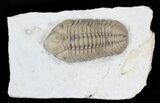 Beautiful Lochovella (Reedops) Trilobite - Oklahoma #23858-7